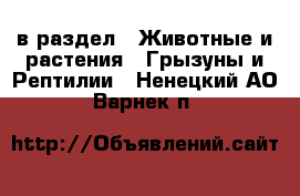  в раздел : Животные и растения » Грызуны и Рептилии . Ненецкий АО,Варнек п.